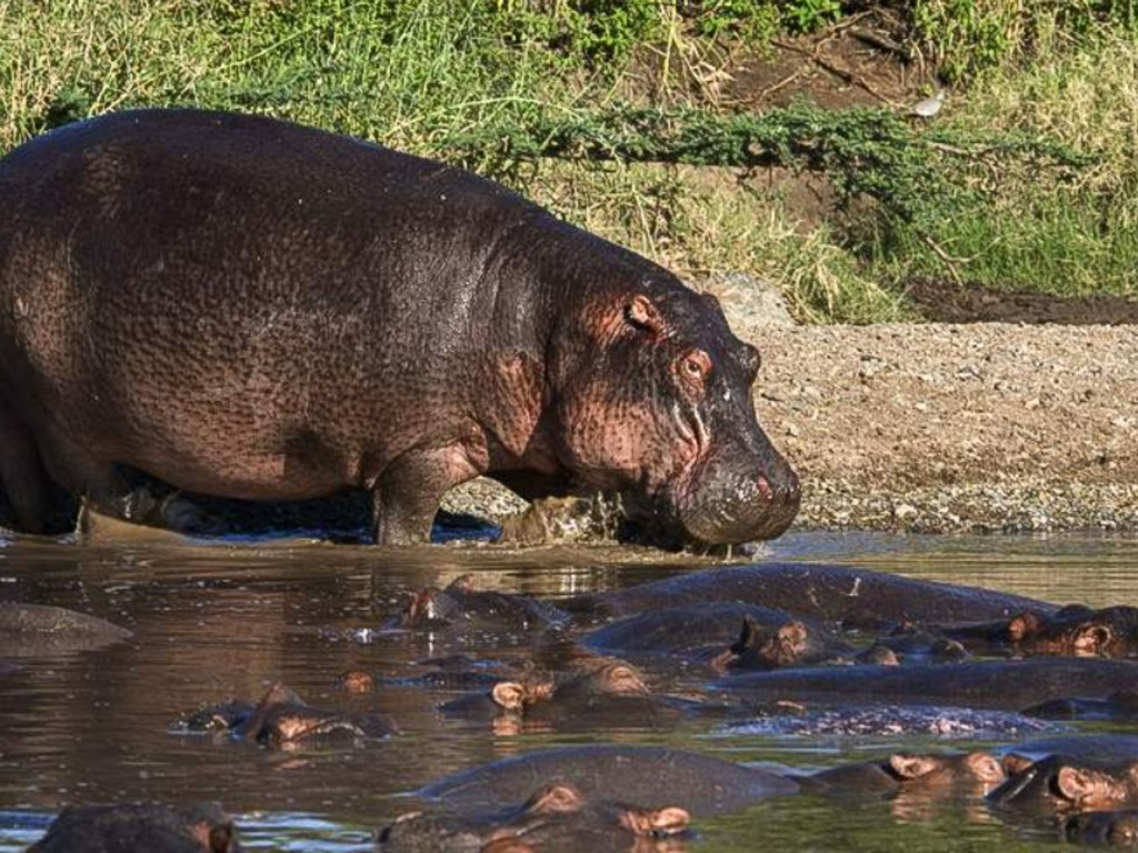 Masai Mara Sopa Lodge